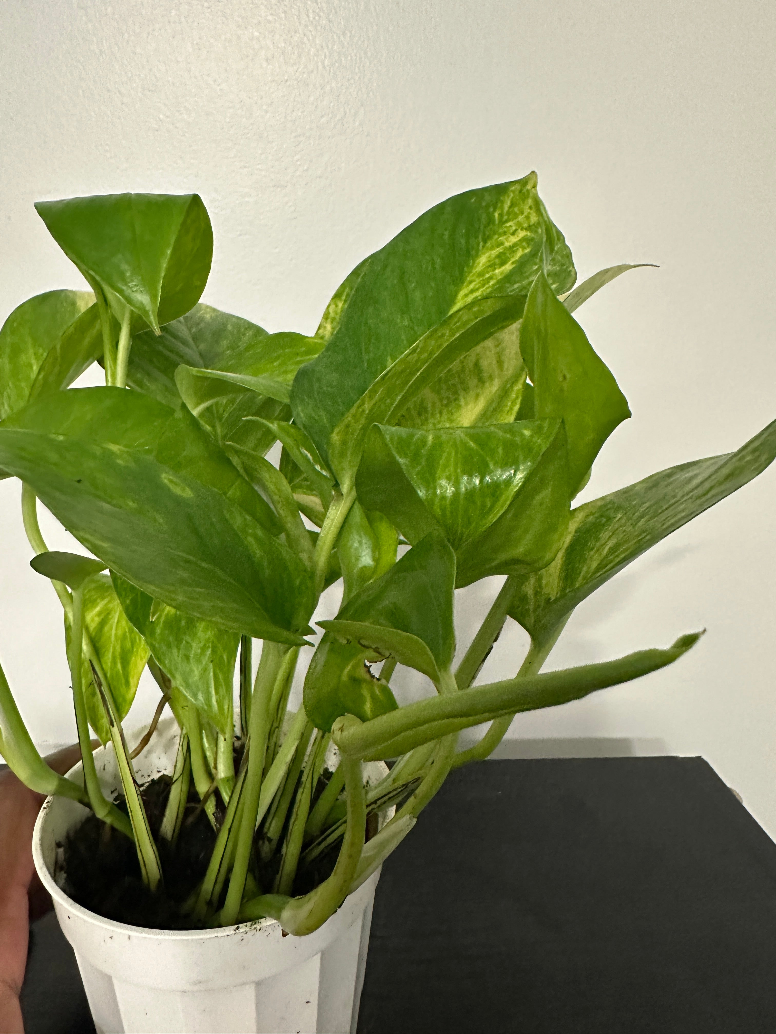 Golden Pothos (b)