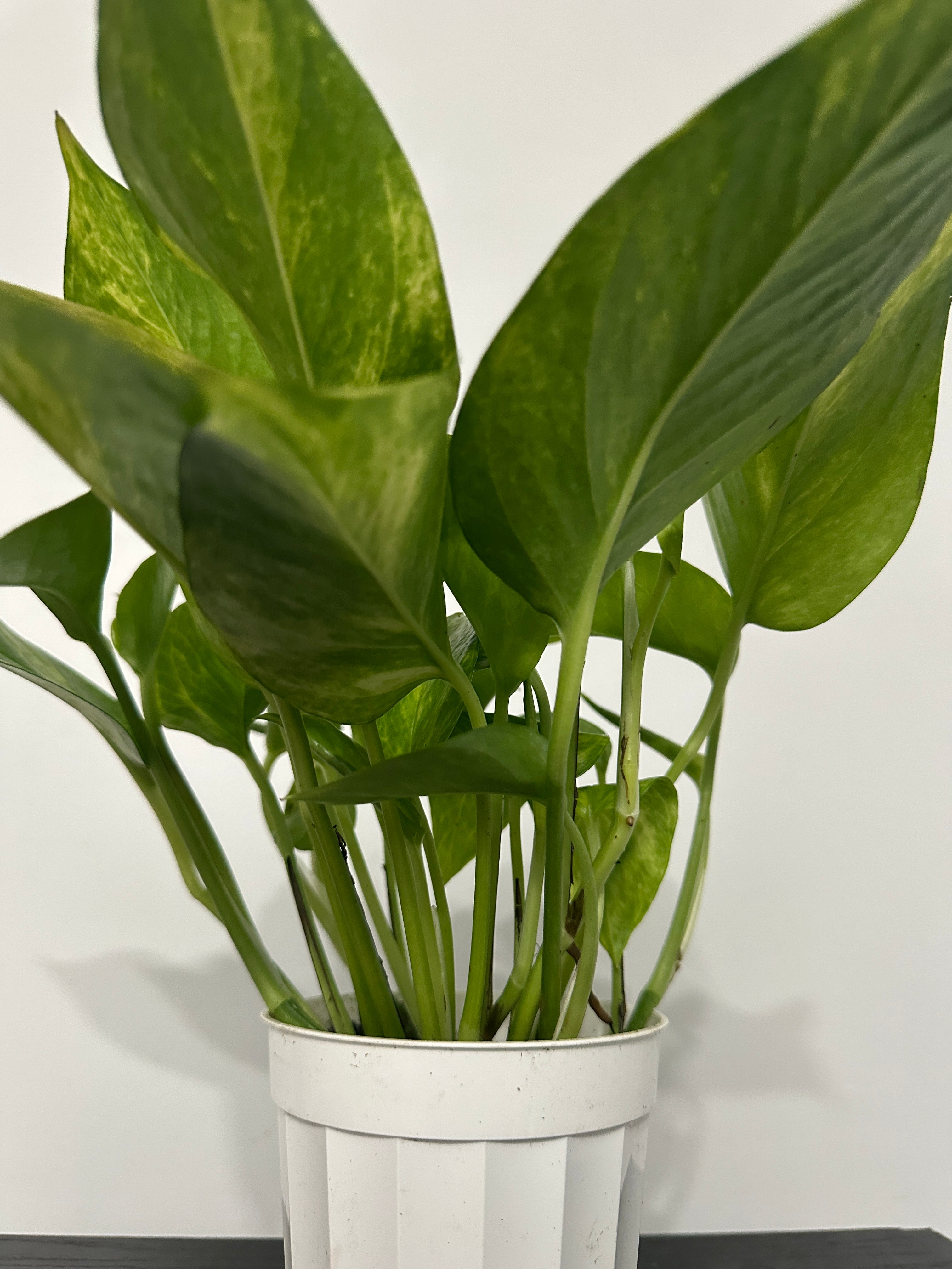 Golden Pothos (b)