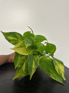 Golden Pothos (b)