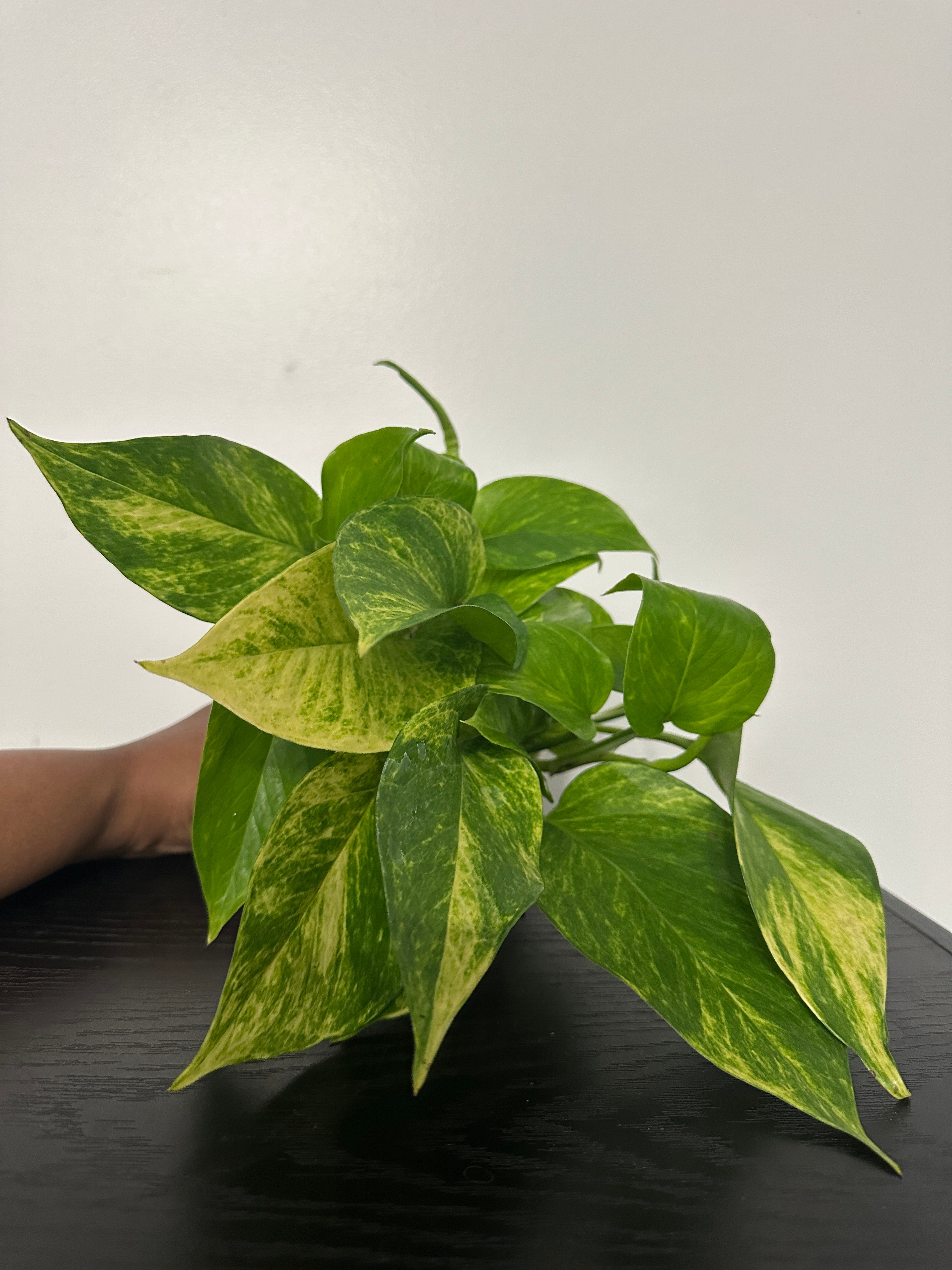 Golden Pothos (b)