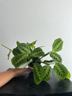 Lemon Lime Maranta Plant (c)