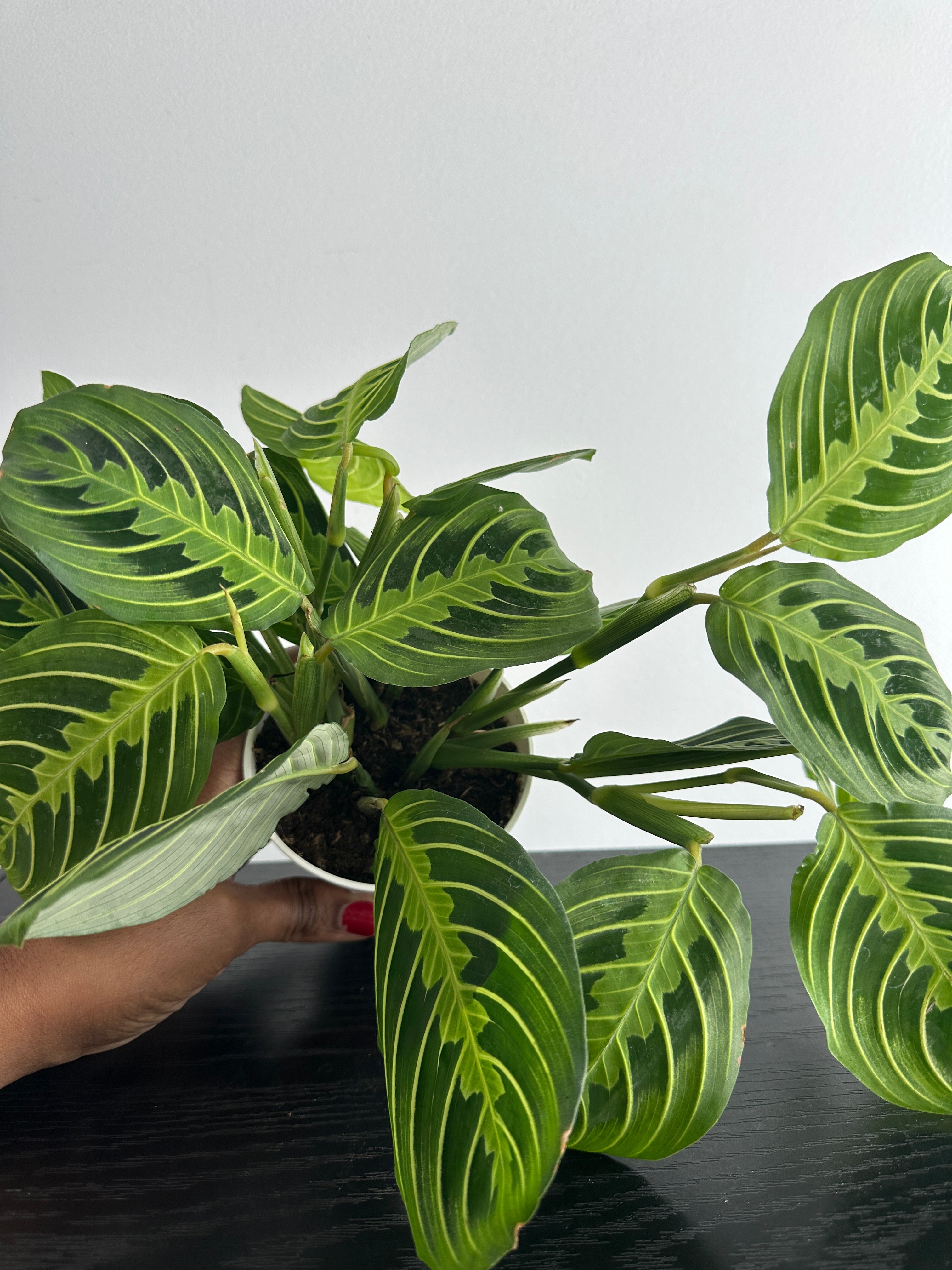 Lemon Lime Maranta Plant (c)