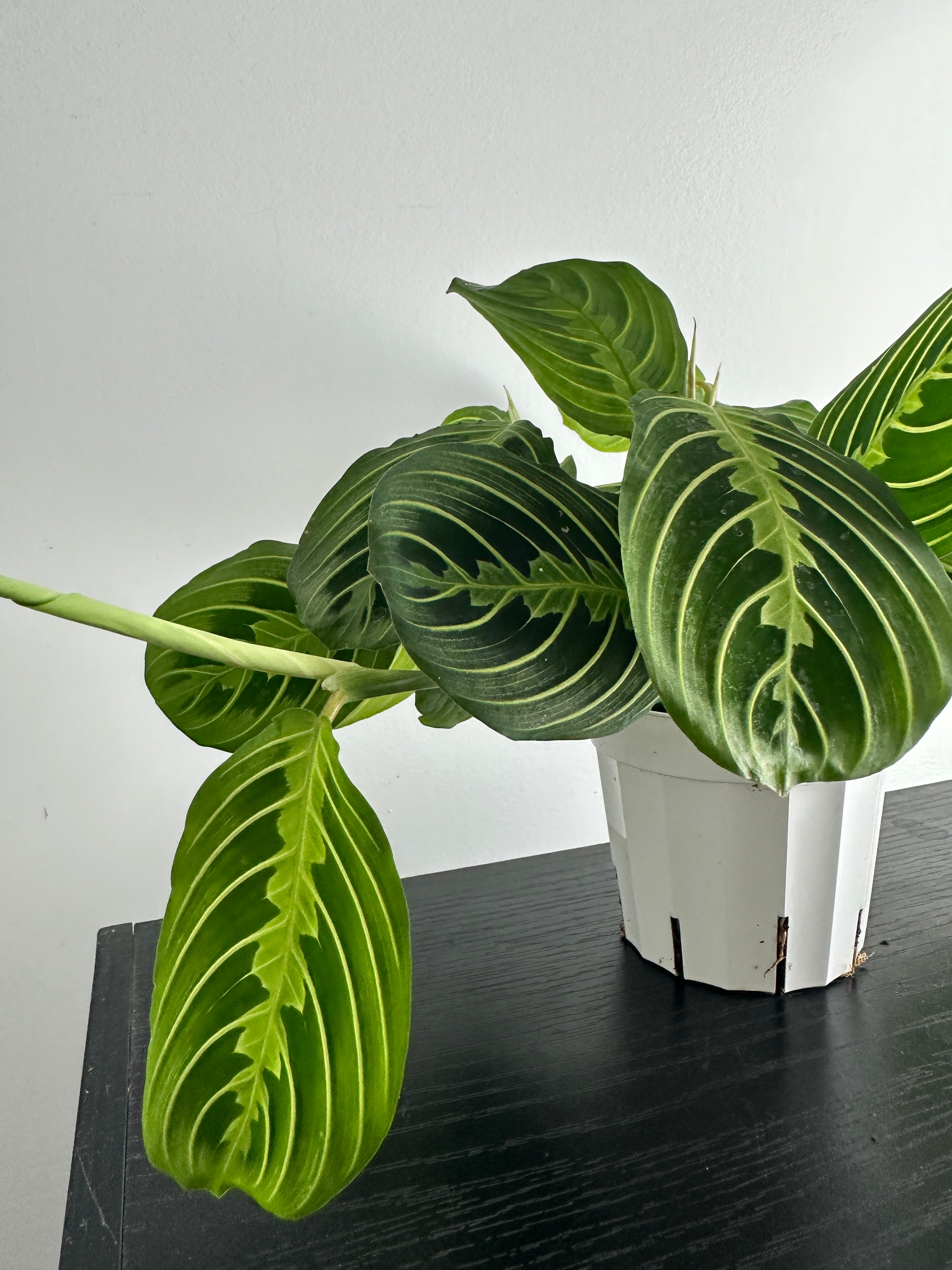 Lemon Lime Maranta Plant (c)