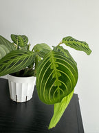 Lemon Lime Maranta Plant (c)
