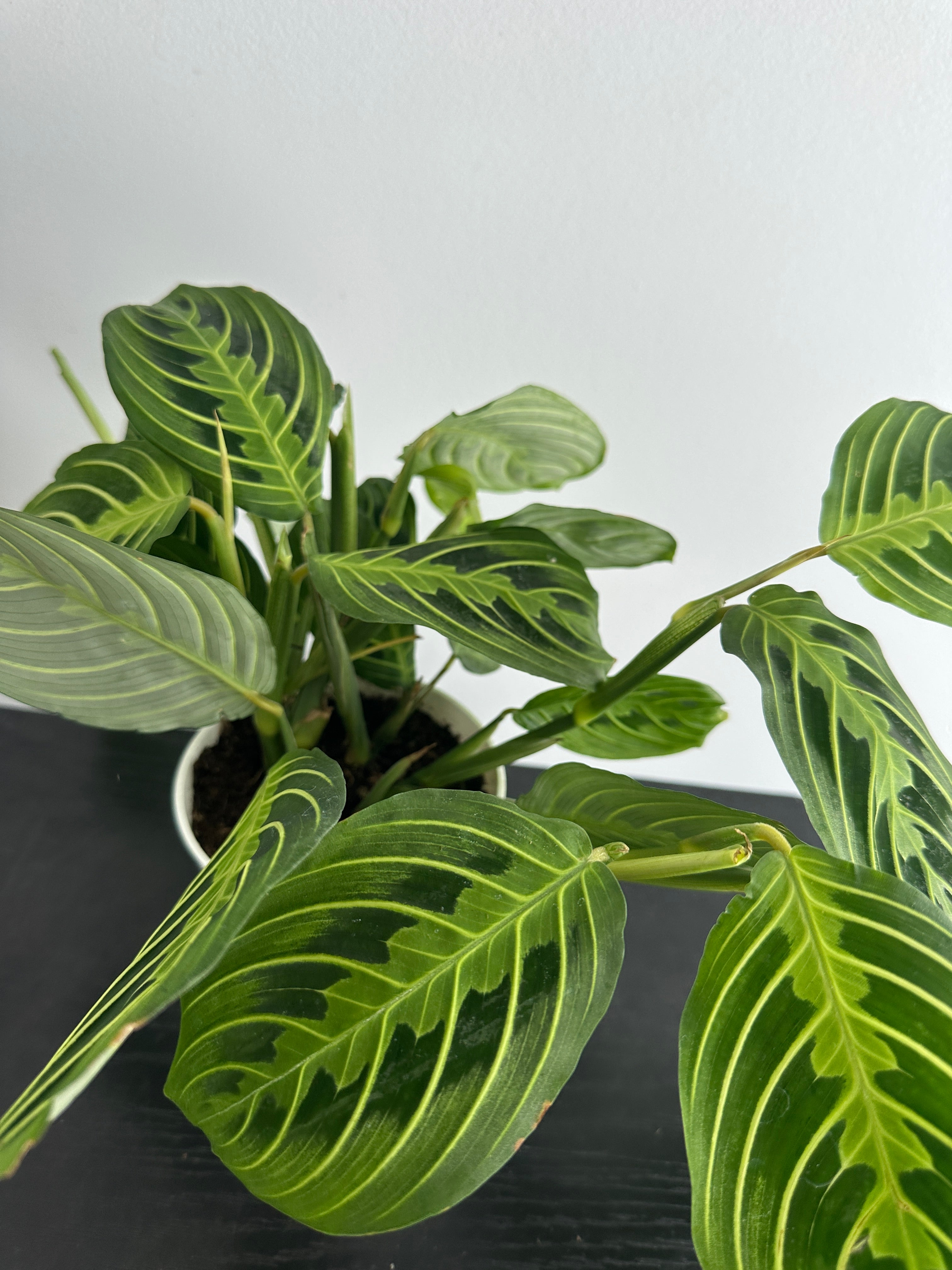 Lemon Lime Maranta Plant (c)