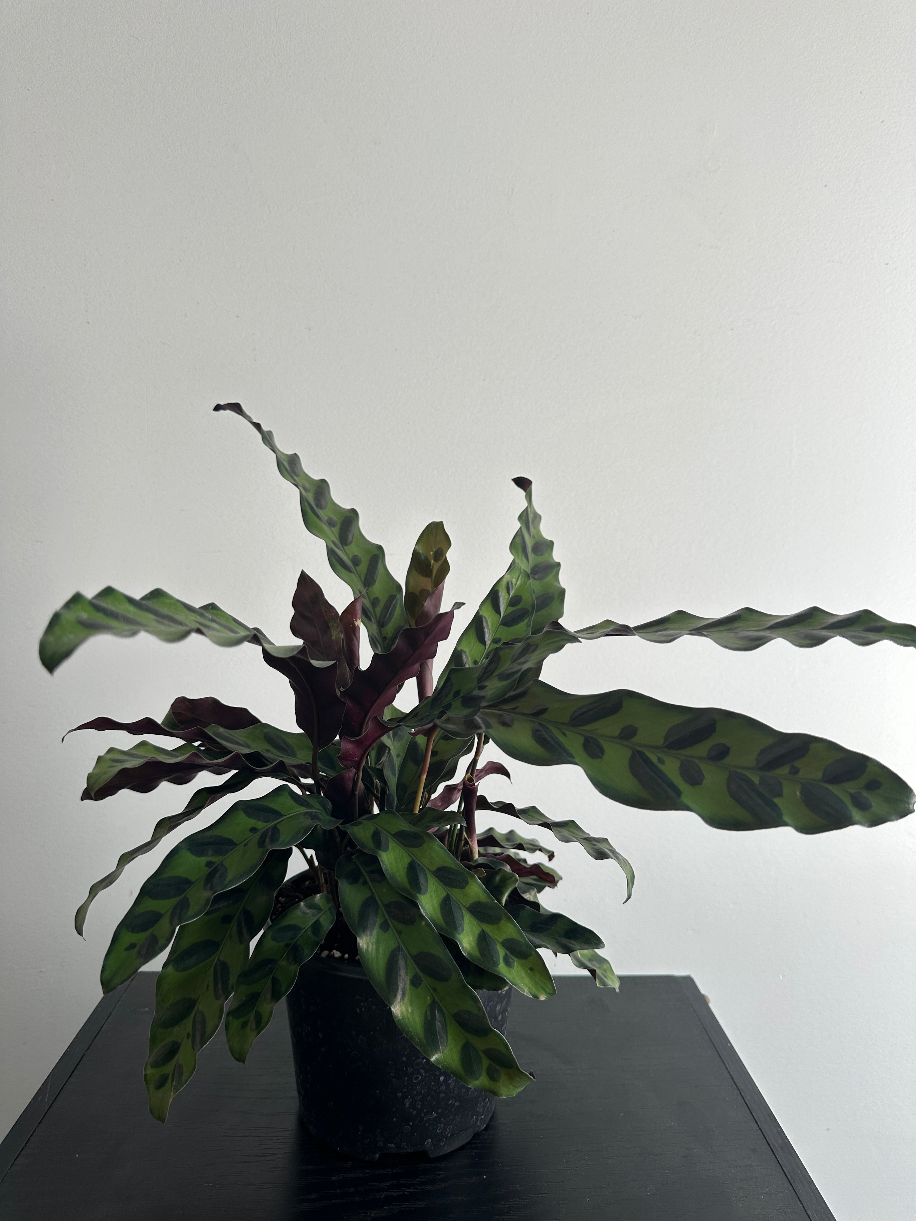 6" Calathea Lancifolia 'Rattlesnake' (e)