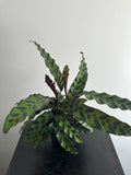 6" Calathea Lancifolia 'Rattlesnake' (e)