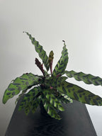 6" Calathea Lancifolia 'Rattlesnake' (e)