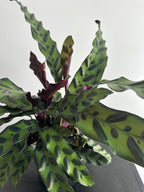 6" Calathea Lancifolia 'Rattlesnake' (e)