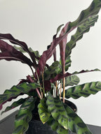 6" Calathea Lancifolia 'Rattlesnake' (e)