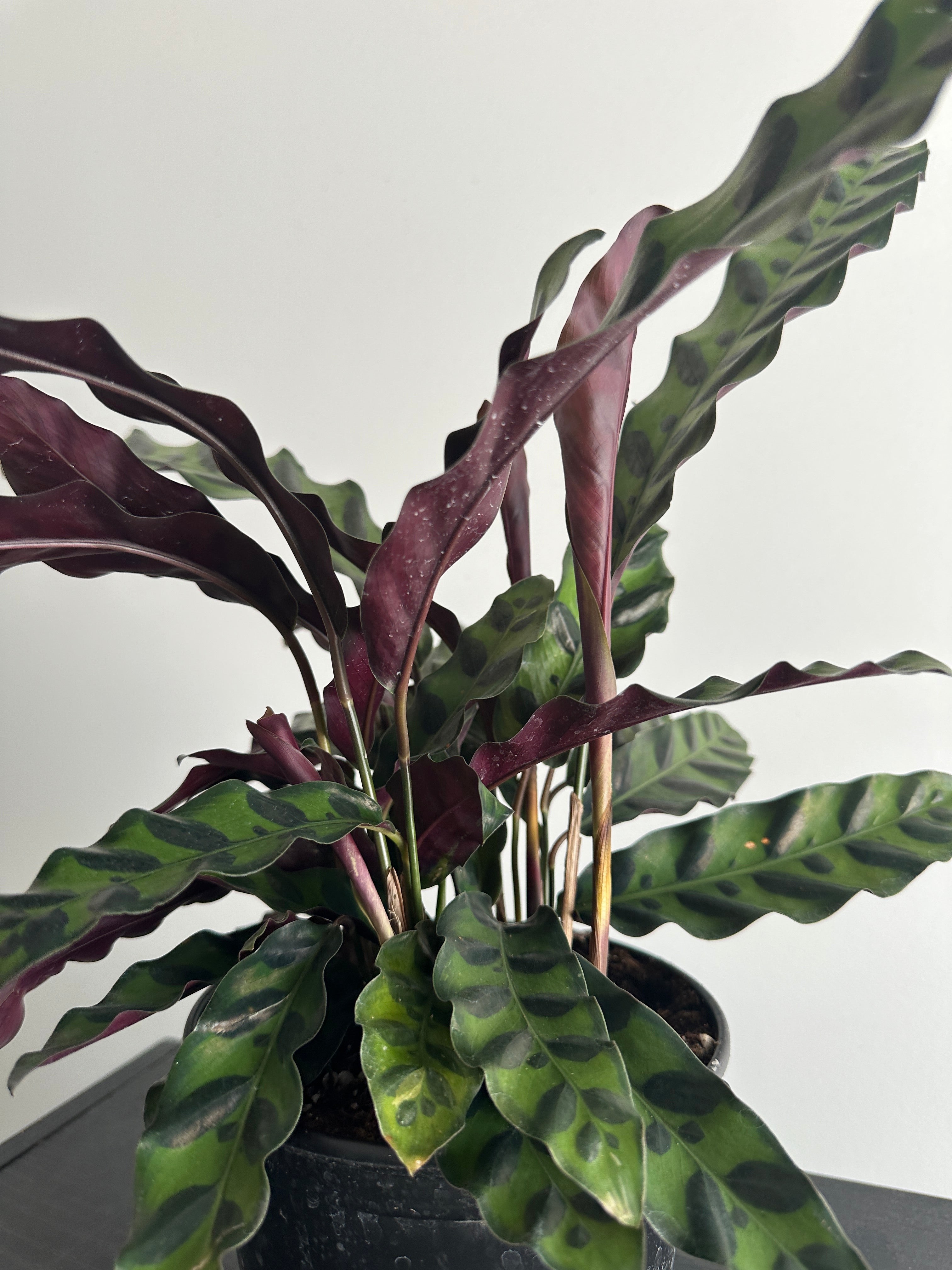 6" Calathea Lancifolia 'Rattlesnake' (e)