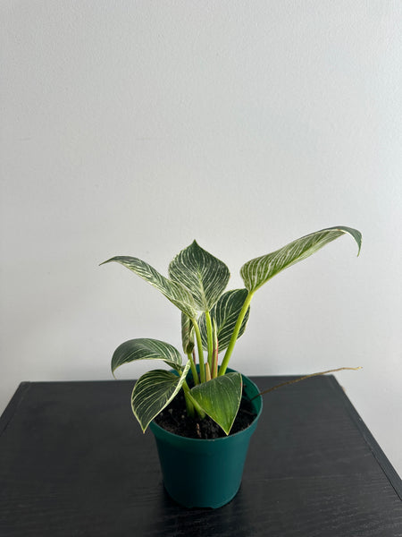 Philodendron Birkin