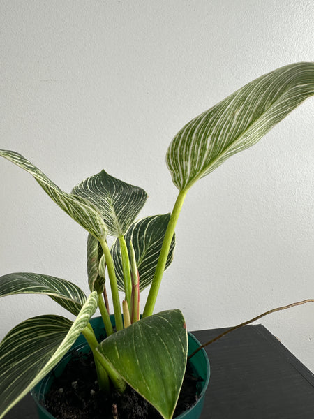 Philodendron Birkin