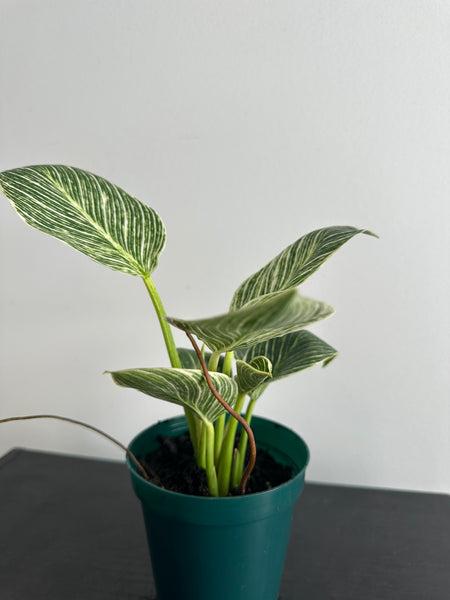 Philodendron Birkin