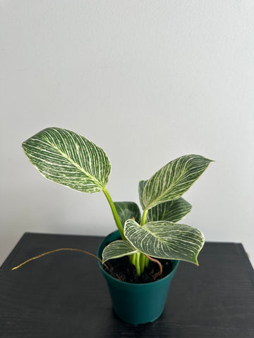 Philodendron Birkin