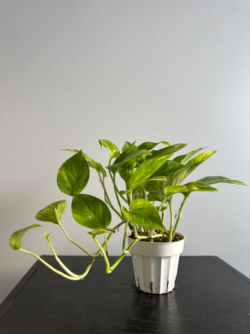 Pothos Neon Queen (d)