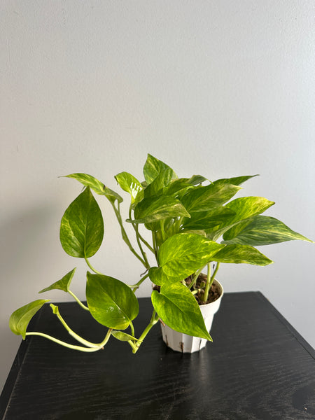Pothos Neon Queen (d)