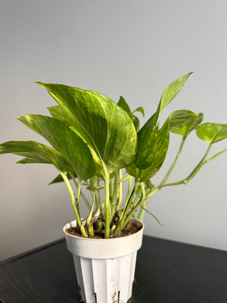 Pothos Neon Queen (d)