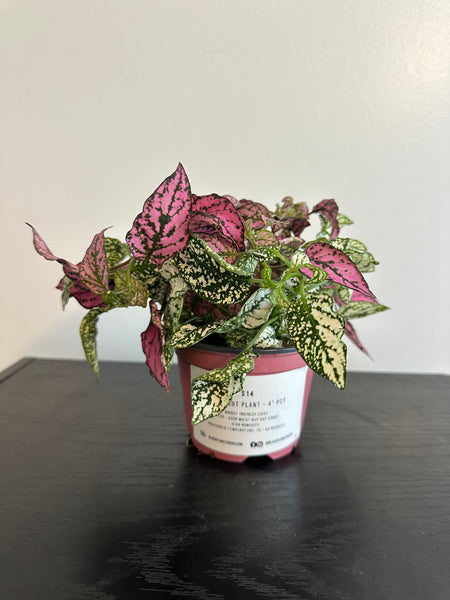 Polka Dot Plant (a)