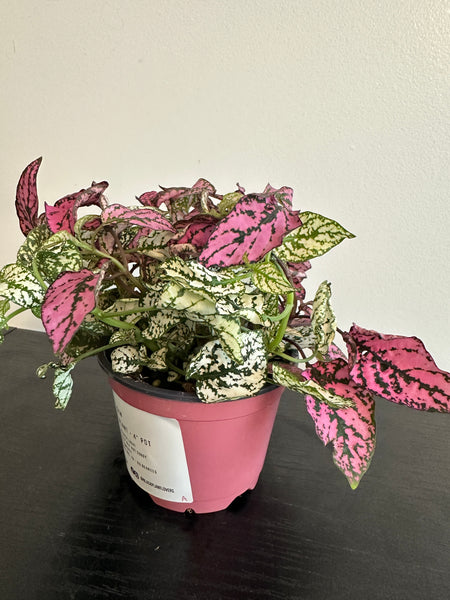 Polka Dot Plant (a)