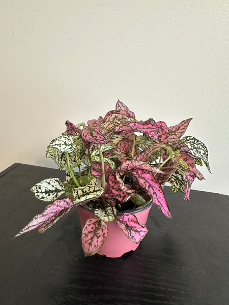 Polka Dot Plant (a)
