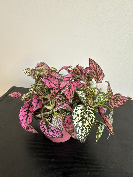 Polka Dot Plant (a)