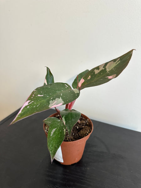 4" Philodendron 'Pink Princess' (a)