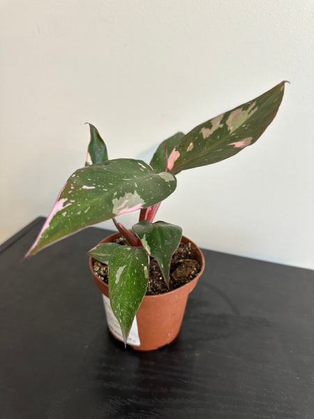 4" Philodendron 'Pink Princess' (a)