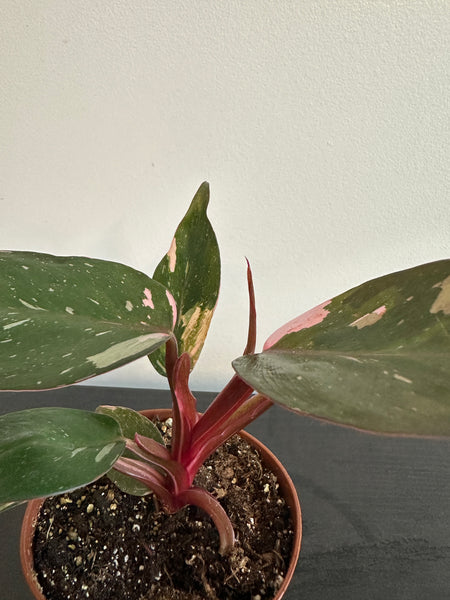 4" Philodendron 'Pink Princess' (a)