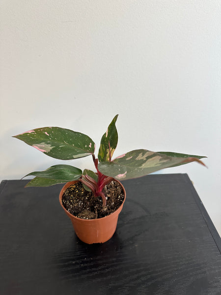 4" Philodendron 'Pink Princess' (a)