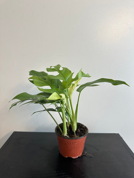 Rhaphidophora Tetrasperma - Mini Monstera (a)