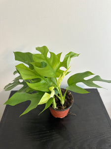 Rhaphidophora Tetrasperma - Mini Monstera (a)