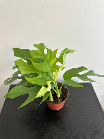 Rhaphidophora Tetrasperma - Mini Monstera (a)