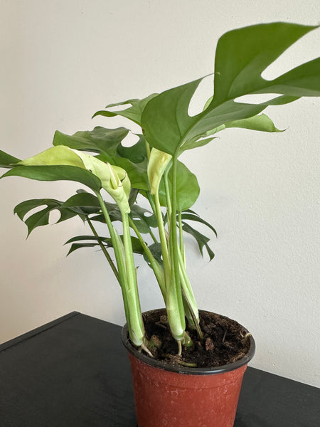 Rhaphidophora Tetrasperma - Mini Monstera (a)