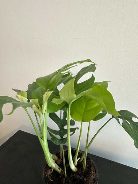 Rhaphidophora Tetrasperma - Mini Monstera (a)