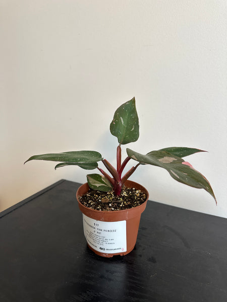 4" Philodendron 'Pink Princess' (b)