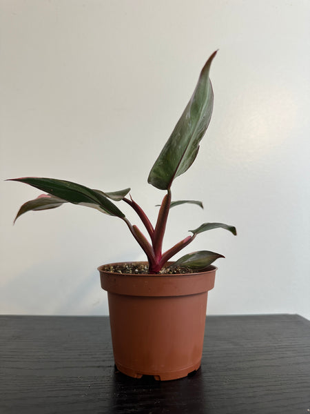 4" Philodendron 'Pink Princess' (b)
