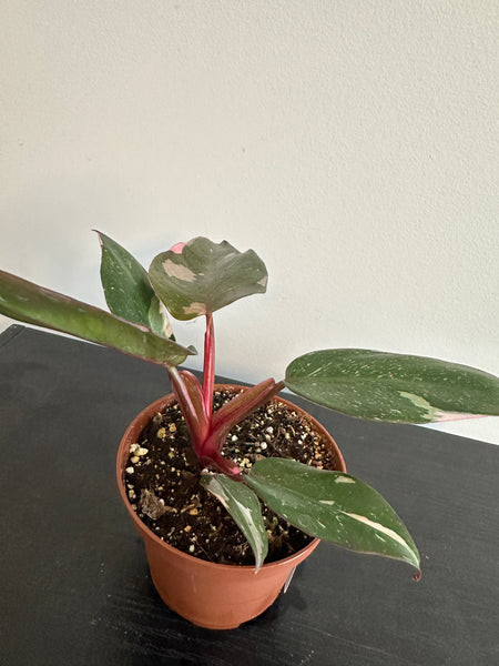 4" Philodendron 'Pink Princess' (b)