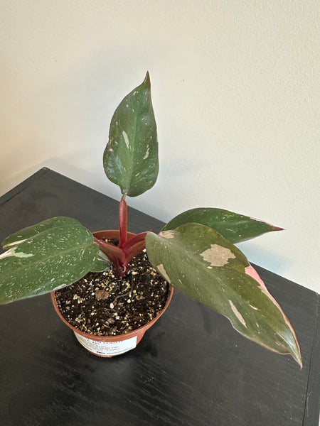 4" Philodendron 'Pink Princess' (b)