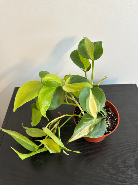 Philodendron Brasil