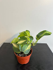 Philodendron Brasil