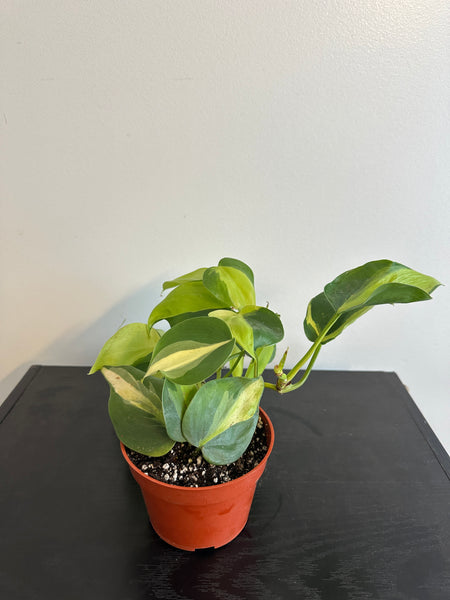 Philodendron Brasil