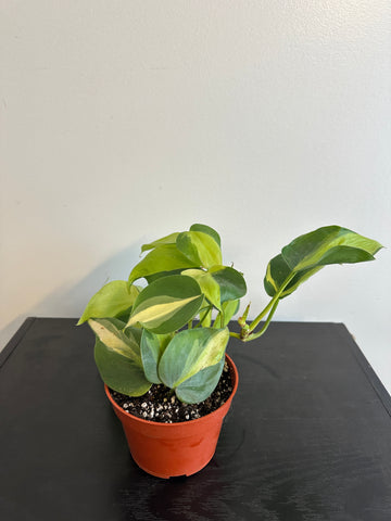 Philodendron Brasil