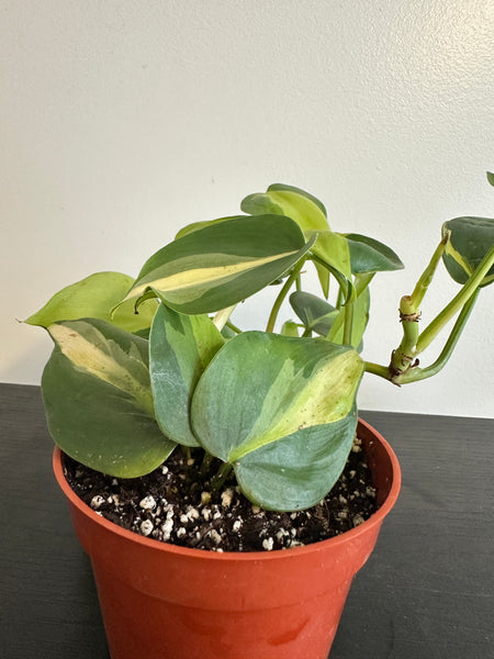 Philodendron Brasil