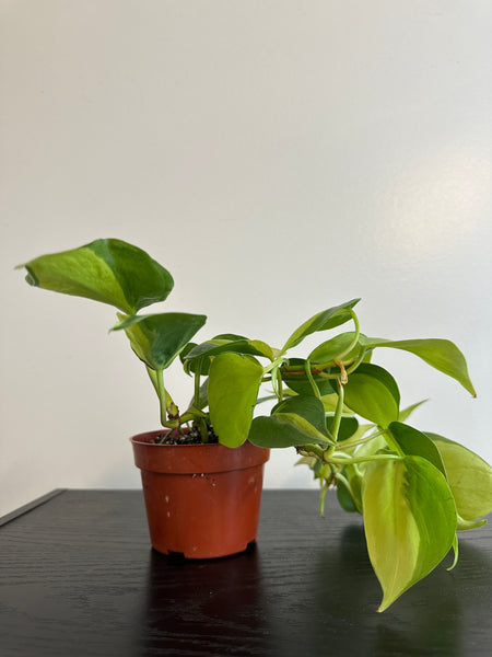 Philodendron Brasil