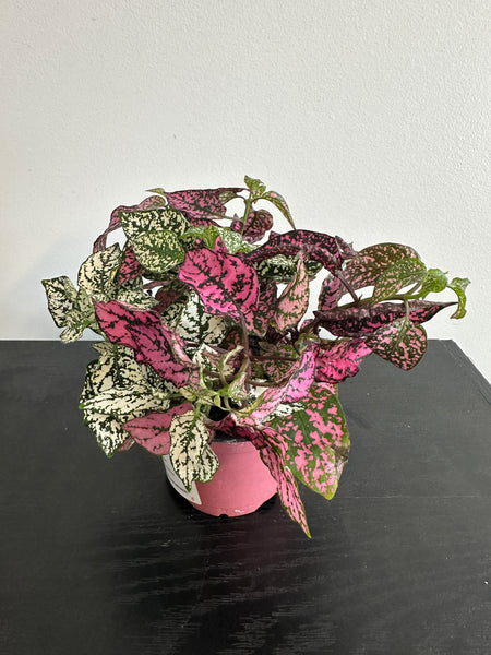 Polka Dot Plant (b)