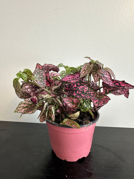 Polka Dot Plant (b)