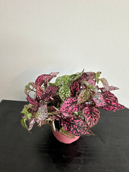 Polka Dot Plant (b)