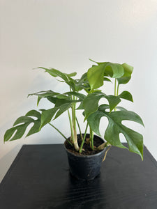 Rhaphidophora Tetrasperma - Mini Monstera (b)