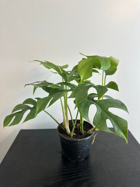Rhaphidophora Tetrasperma - Mini Monstera (b)